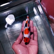 (R)eady Pakan / bibit ikan koi blitar isi 5ekor ukuran 8-10cm lolos