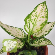 Aglaonema Eileen Chinese Evergreen Indoor Plant IOB