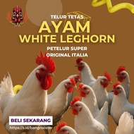 White Leghorn Chicken Hatching Egg