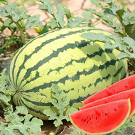 Great Sweet Oval Watermelon - 10seed /Benih Tembikai Besar manis