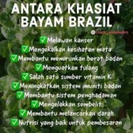 Pokok Bayam Brazil Segar