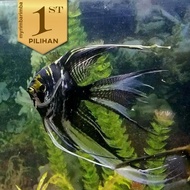 BARANG READY PROMO // AQUA // HIASAN MURAH Paket Koloni (isi 10) Manfish Tricolor Slayer Ikan Hias A