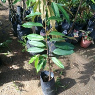 pokok durian musang king
