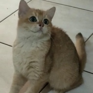 kucing british shorthair jantan golden 5 bulan sudah vaksin