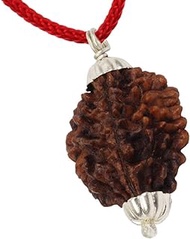 Green Velly 2 Mukhi Rudraksha Certified Two Face Mantra Siddha Rudraksh with Lab Report