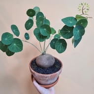 Berjaya Plant Nursery - Stephania Erecta/Ubi Caudex(Pokok Bunga Hidup/Pokok Hiasan Dalam Rumah/Real Live Indoor Plant)