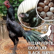 ekor lidi ayam bangkok asli black super hitam legam telur fertil