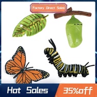 Simulation Life Cycle Figurine of a Monarch Butterfly Growth Cycle Insect Animals Educational Biology Science Toy