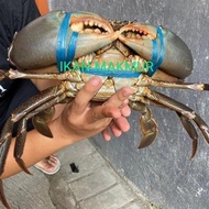 kepiting hidup | kepiting jumbo size super berkualitas - 800/900 Gram