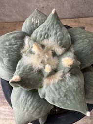 青瓷怒濤岩牡丹 多肉植物 塊根 盆栽 仙人掌
