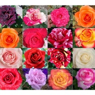 ASLI Bunga Mawar Asli Cantik Bunga Murah Sudah Berakar Bunga Mawar