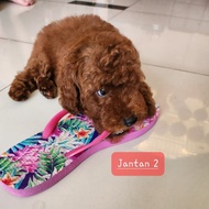 Dijual Anakan Red Toy Poodle /Anak Anjing Poodle Terlaris