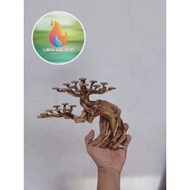 Bonsai aquascape m bonus moss