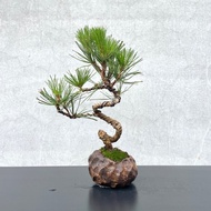 小品盆栽-黑松 盆景 送禮
