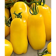 Tomato Banana Legs Semi Dwarf Sweet 65 Seeds Rare Heirloom