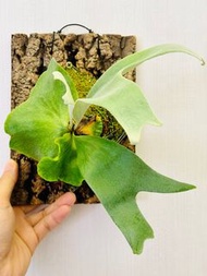 C7 三角鹿角蕨 DIY擺設植物懶人盆栽雨林造景 鹿角蕨二歧鹿角蕨