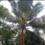 Bibit pohon pisang Tanduk//Pisang tanduk