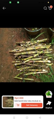 bibit benih telor tebu isi 10 pcs