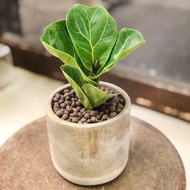 簡單生活 琴葉榕小品水泥盆 | 居家辦公好夥伴 WFH