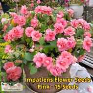 เมล็ดพันธุ์ ดอกเทียนฝรั่ง ดอกสีชมพู บรรจุ 15 เมล็ด Pink Impatiens Flower Seeds for Planting ดอกเทียนไทย กลีบดอกคู่ เมล็ดดอกไม้ ต้นไม้มงคล บอนสี เมล็ดบอนสี บอนไซ ต้นไม้ ไม้ประดับมงคล ต้นบอนไซ พันธุ์ดอกไม้ ดอกไม้ปลูกสวยๆ แต่งบ้านและสวน ปลูกง่าย โตไว