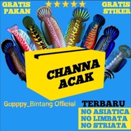 Channa Auranti Jumbo 25-30 Cm ",