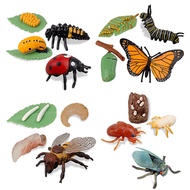 (ZKTI) 16PCS Insect Figurines Life Cycle of Butterfly,Honey Bee,Cicada,Ladybug, Plastic Educational 