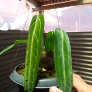 tanaman Anturium lidah gajah /Anturium waroqeanum SPECIAL