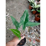 Alocasia sarian murah viral ,,,🌿