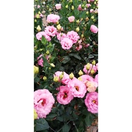 Eustoma - Pink - Farm to Home - Cameron Highland Fresh Flowers - (5 stalks/stems)