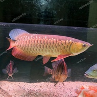 Arwana Golden Red