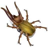 真會跑甲蟲-可愛南洋大兜蟲
