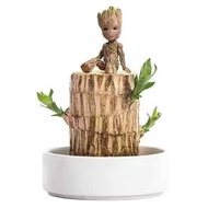 Brazilian wood Groot ขอนไม้แท้จากบราซิล ต้นไม้ตั้งโต๊ะทำงาน เลี้ยงง่าย Plant for office desk hydroponics water-cultured green plants