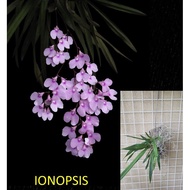 New Orchid Live Ionopsis Mounted Orkid Hidup