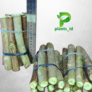 Stek Sancang Stek Tanaman Sancang Bahan Bonsai Stek Sancang Dewasa Sancang Medium Tanaman Sancang Ba