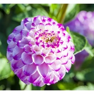 5 Biji Segar Benih Bunga Dahlia 'Genova' Flower Dahlia Seed - 5 Seed