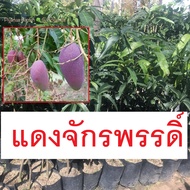 ต้นมะม่วง (เสียบยอด) เขียวเสวย,เขียวใหญ่,โชคอนัน,แดงจักรพรรดิ,น้ำดอกไม้สีทอง,ฟ้าลั่น ราคาต้นล่ะ100บา