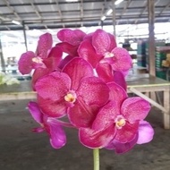 Anggrek Vanda Ascda. Watsatee Delight / anggrek Vanda siap berbunga