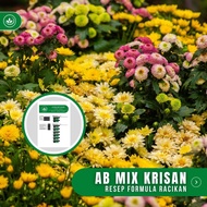 Resep AB Mix Krisan Racikan Nutrisi Bunga Krisan Chrysanthemum