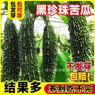 Black Pearl Bitter Gourd Seed Oil Green Bitter Gourd Seed White Bitter Gourd Seed Original Four Seas
