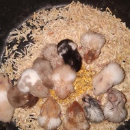 hamster syrian satin
