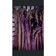 ORGANIC Fresh Purple Passion Asparagus Crown Roots 3 Years Vege Full Growth