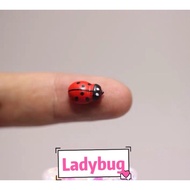 Add-On for Terrarium Kit • Ladybug