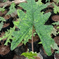 Alocasia Jacklyn remaja