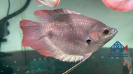 Short body Redtail Sabah Kaloi/Redtail Sabah Kaloi /Freshwater短身红尾沙巴战船/红尾沙巴战船/活鱼/淡水鱼(Sin Quan Aquacu