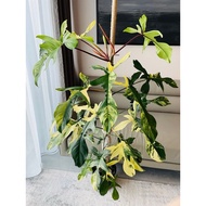 Philodendron florida beauty pior variegated grade A