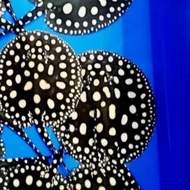 ikan pari air tawar black diamond ikan pari hias black diamond pure