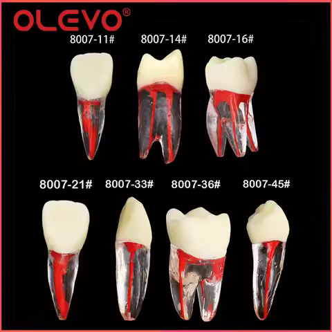 OLEVO Dental Endodontic RCT Root Canal Practice Model Pulp Files Practise Resin Teeth Endo Blocks St