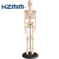 Human skeleton model 45cm,teaching skeleton model,human plastic skelet00