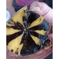 *EXTREMELY RARE* BLACK SAPOTE MUTATION VARIEGATED