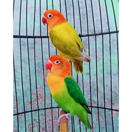 Dijual Lovebird Biola EuwingBlue x Biola GreenBlue Limited